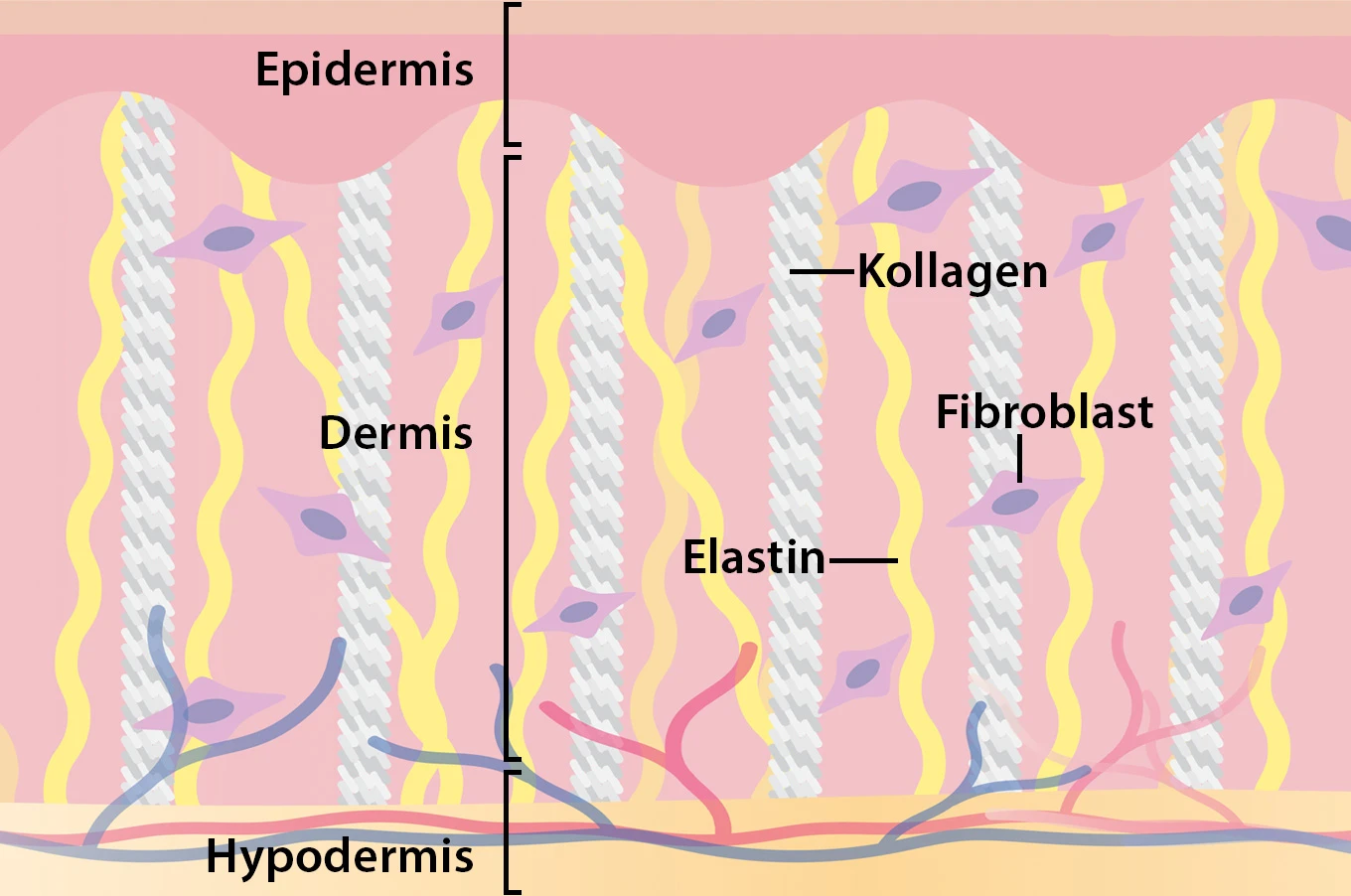 Grafik eines Hautquerschnitts mit Schichten und Zellen: Epidermis, Dermis, Hypodermis, Kollagen, Fibroblast, Elastin.