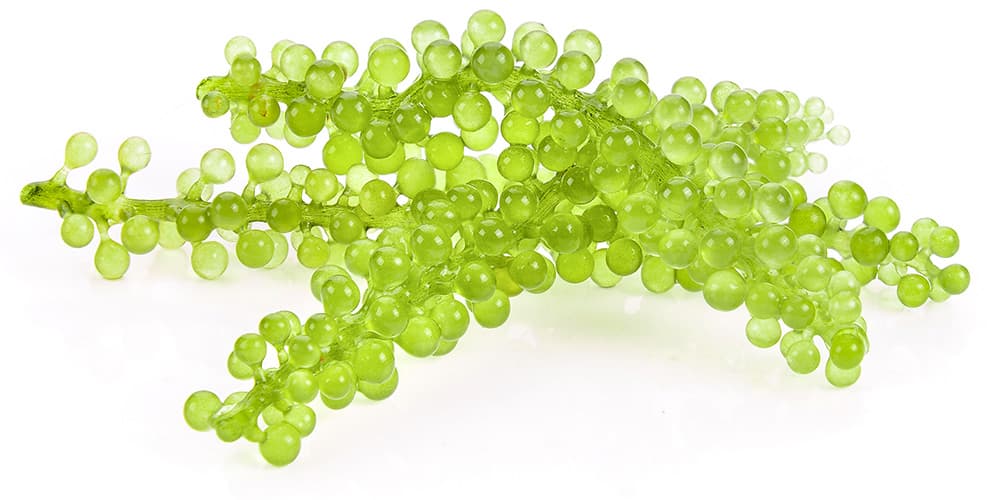 Meerestrauben-Algen Nahaufnahme von grünen Meerestrauben-Algen (Caulerpa lentillifera) auf weißem Hintergrund