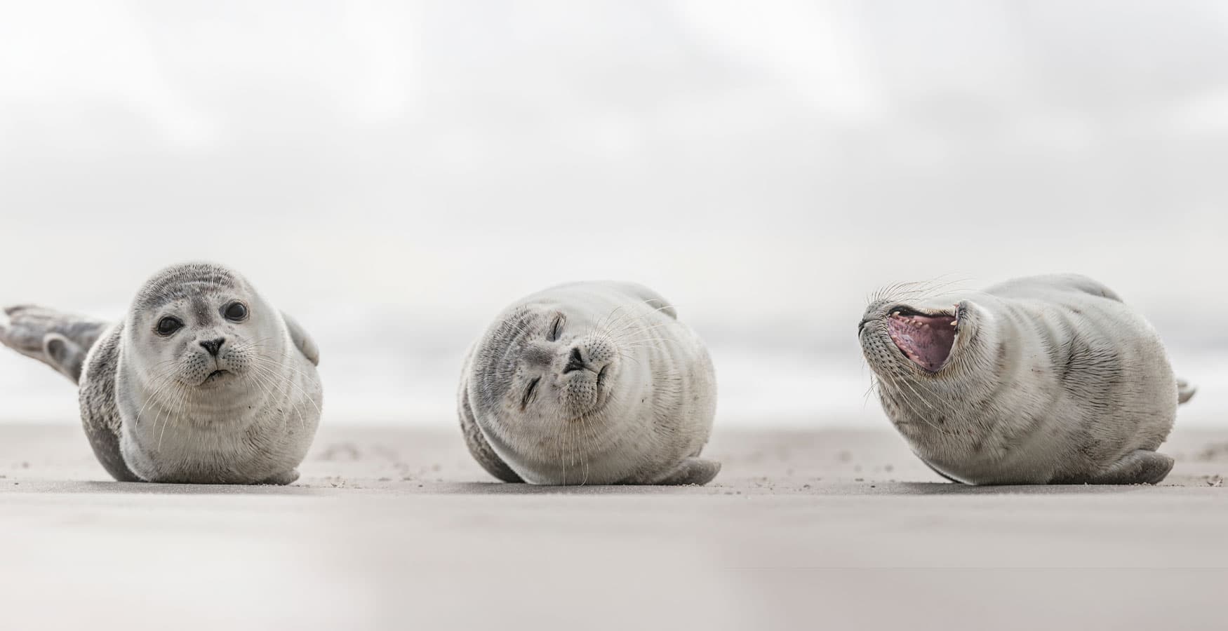 BIOMARIS Patentier 2026: Heuler-Junge Odin 3 Seehundwelpen liegen am Strand und schauen zum Betrachter