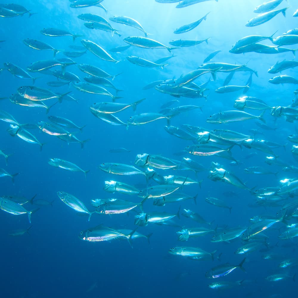 Fischschwarm im Meer Fischschwarm im blauen Meerwasser mit Sonnenlichtstrahlen von oben