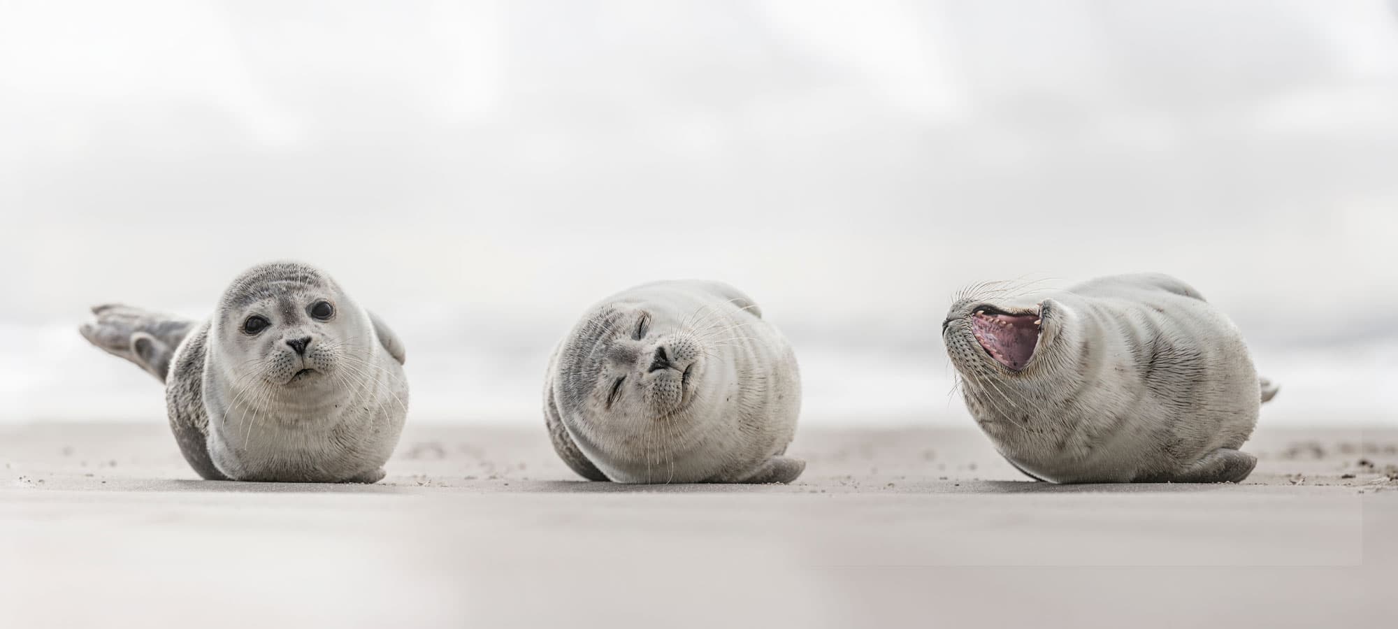 3 Seehundwelpen liegen am Strand und schauen zum Betrachter