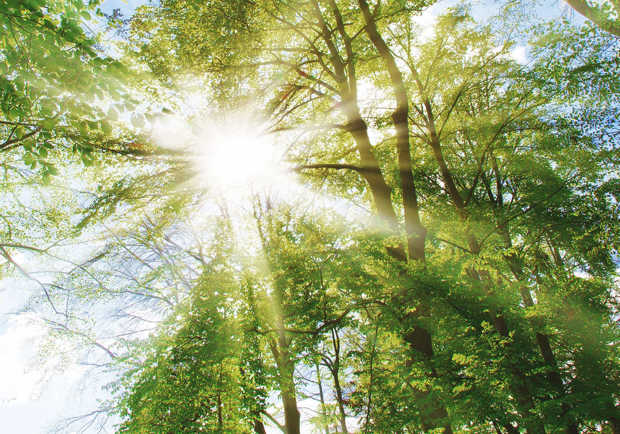 Bäume Sonnenstrahlen scheinen durch ein grünes Blätterdach in einem Laubwald